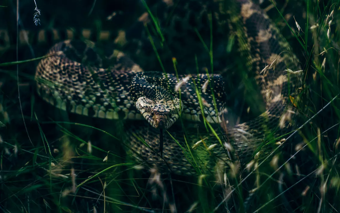 A gopher snake pretending to be a rattler