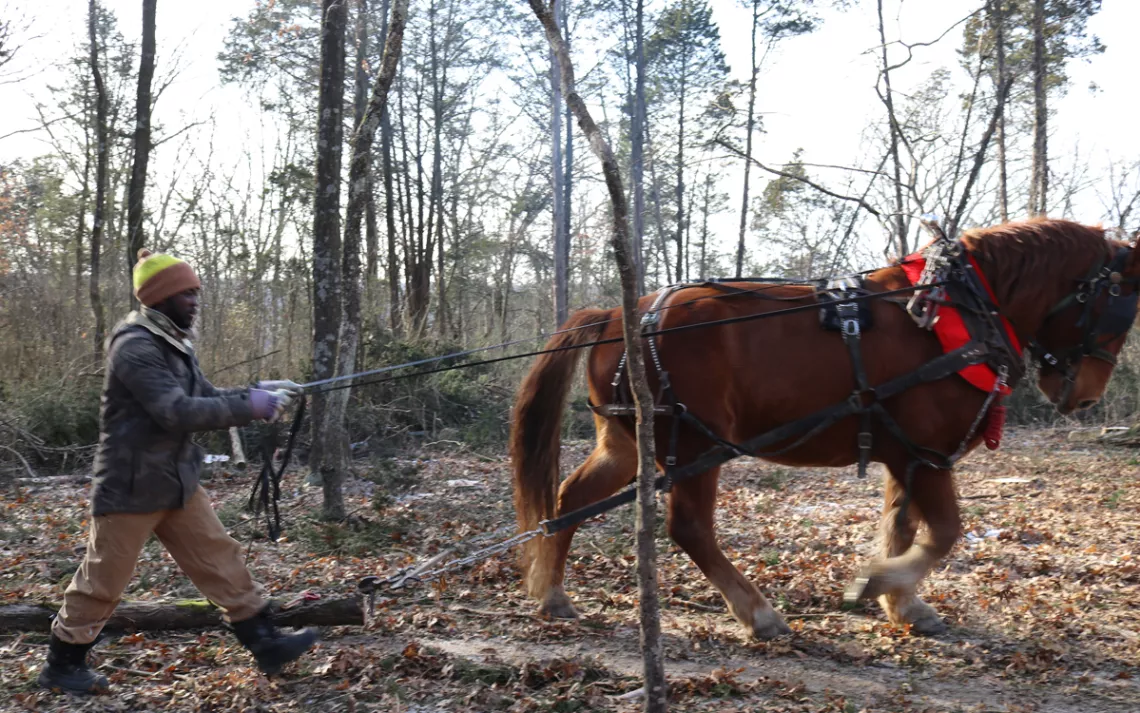 Harnessing horse power in the Wendell Berry Farming Program at Sterling College.