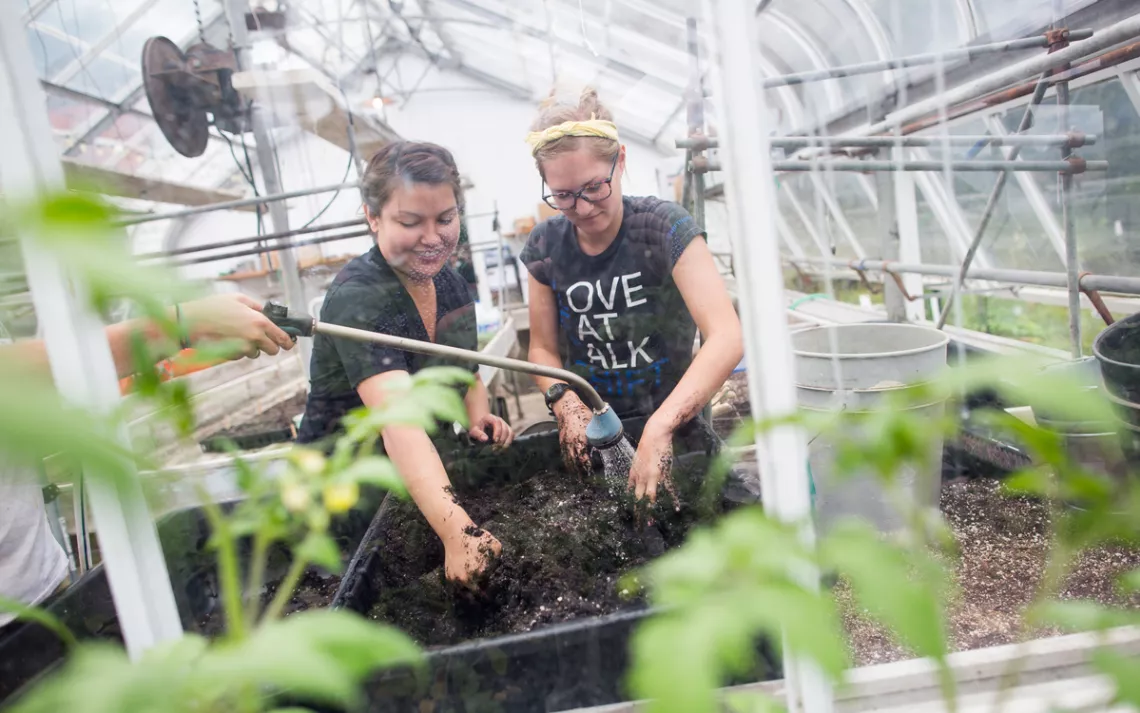 Students at work in a greenhouse at Chatham University.