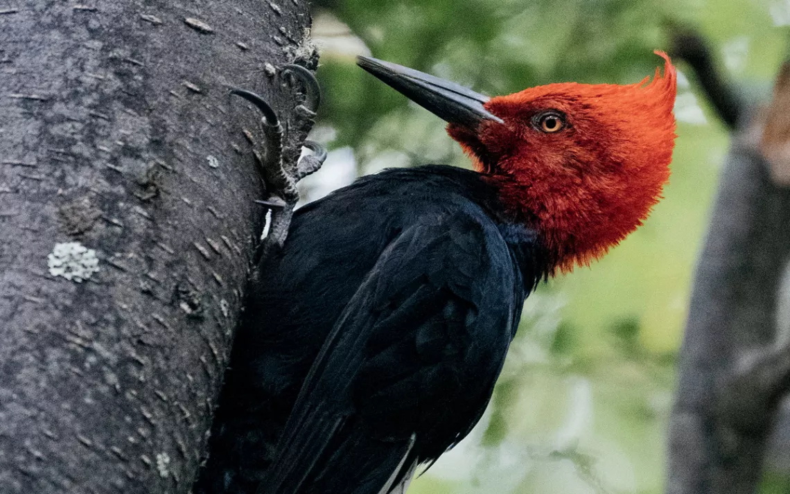 A Magellanic woodpecker