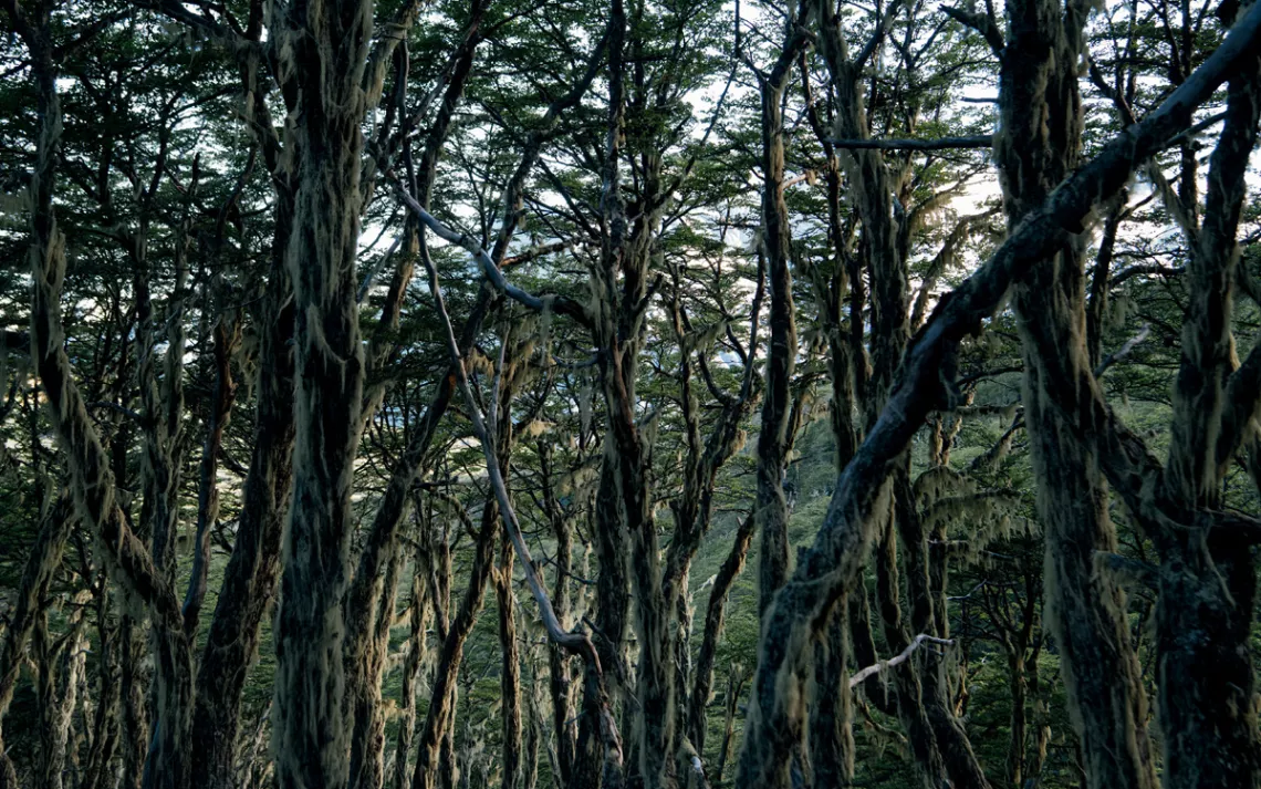The hillsides in the Aysén region are dominated by lenga, a southern beech. It's a witchy forest, every branch and limb garlanded with lichen.