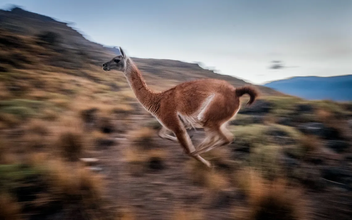 A guanaco