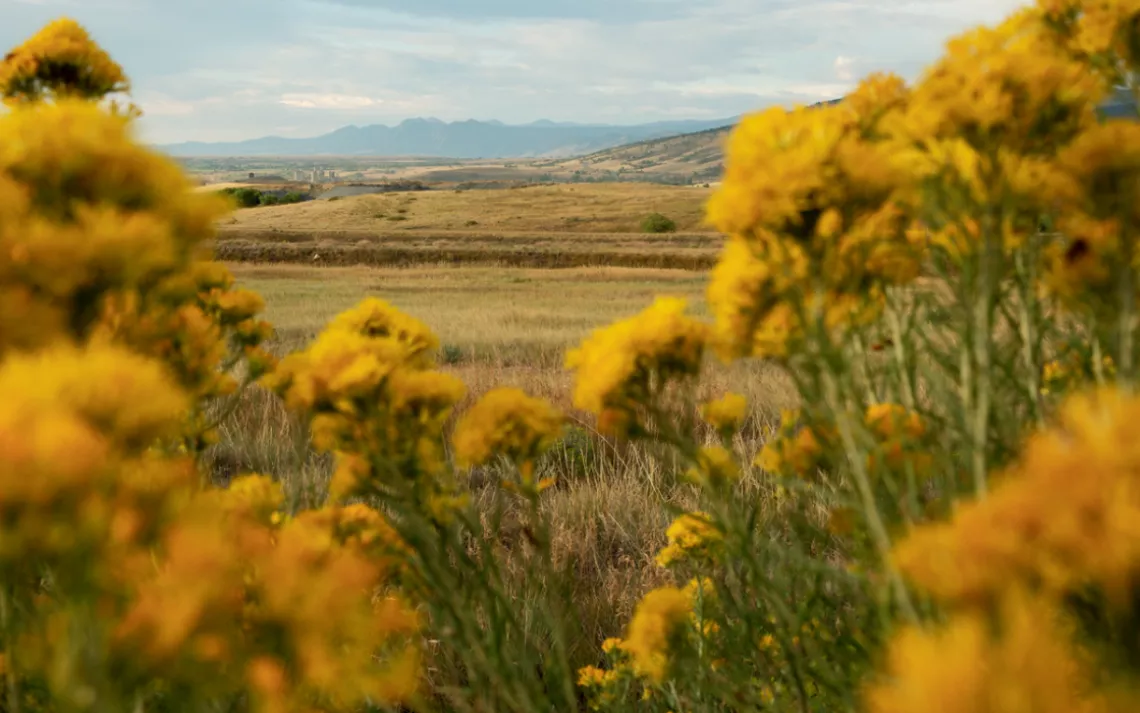 The Rabbit Mountain elk can be found grazing in the Ron Stewart Preserve and in the plains below Indian Mountain.