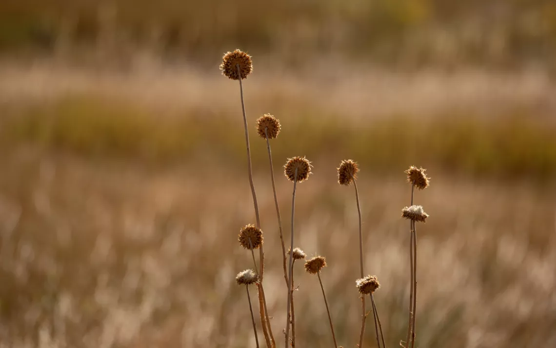 Thistles in the surrounding plains.