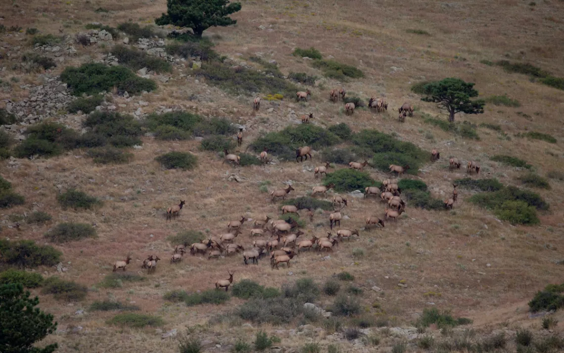 A herd of elk grazing just northwest of the mountain.