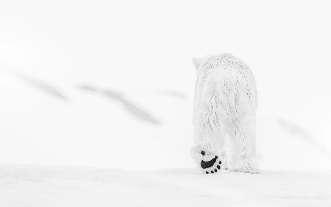 Polar bear