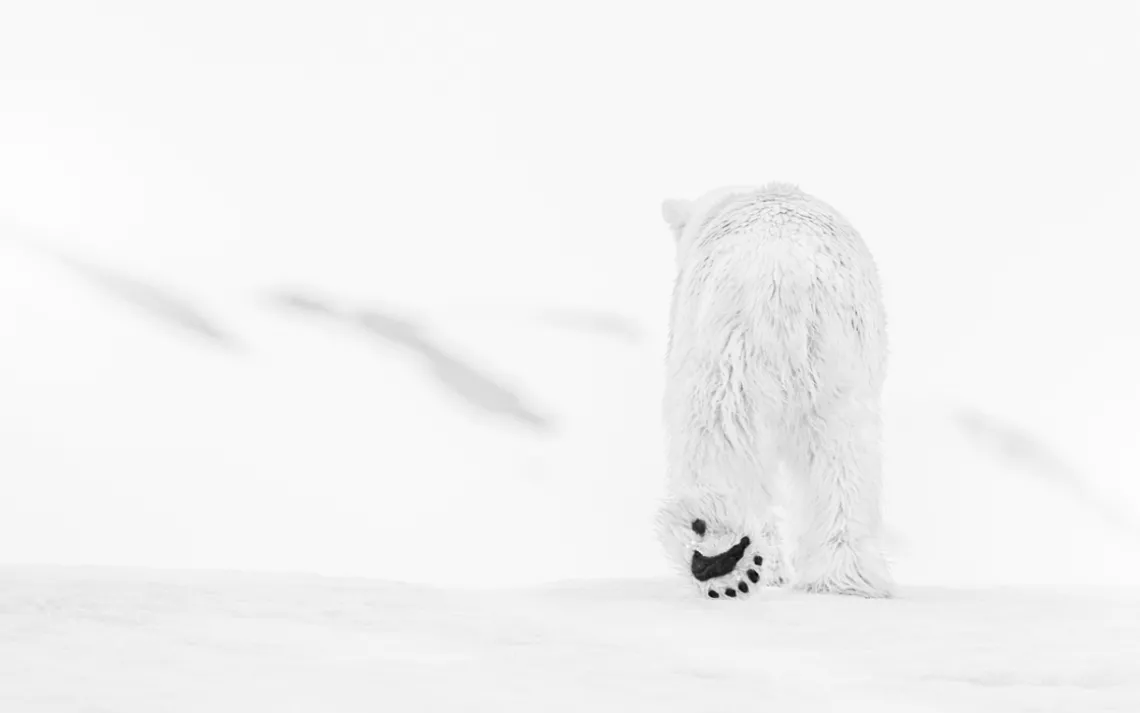 Polar bear