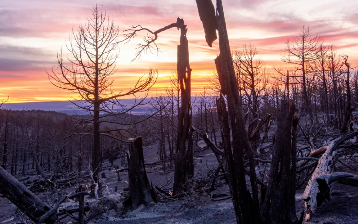 A logged and burned former piñon-juniper forest in Idaho, the result of a government tree-clearing policy.