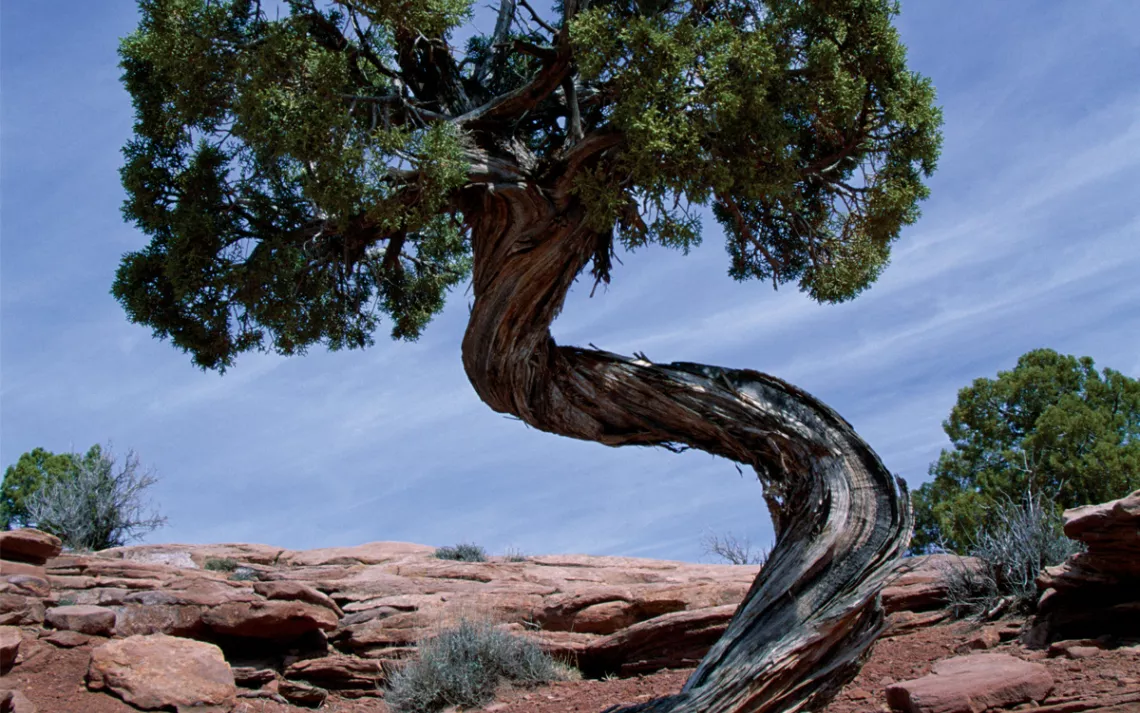 Juniper trees can live for centuries and, along with their cousins the piñons, represent the largest drought-adapted forest biome. 