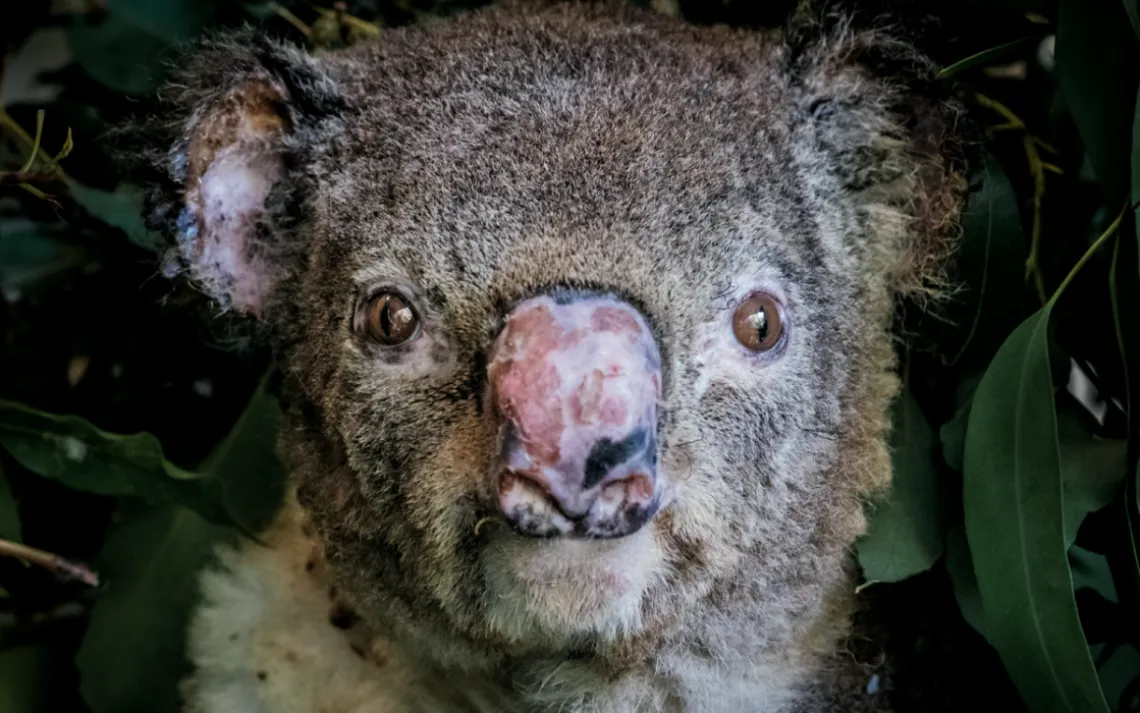 koala