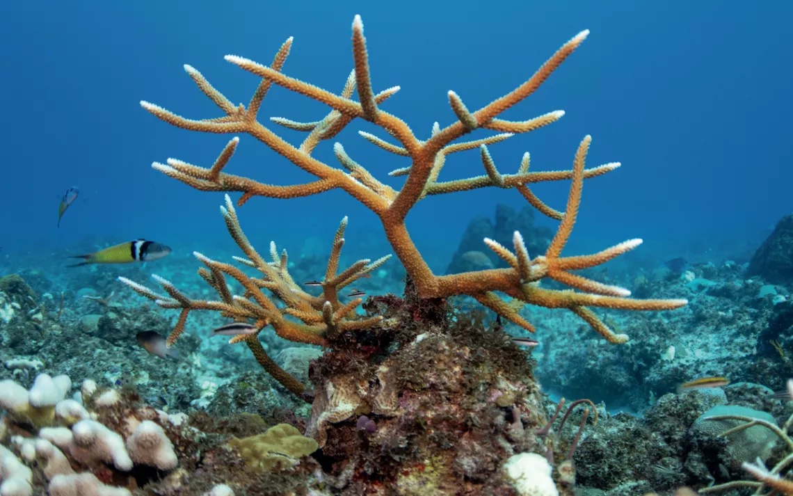 A thriving staghorn coral planted four years ago