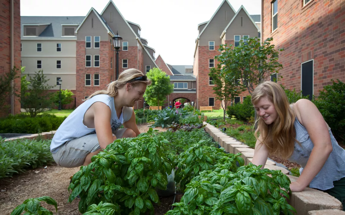 Students tend community gardens between residence halls at the University of Arkansas, Fayetteville. 