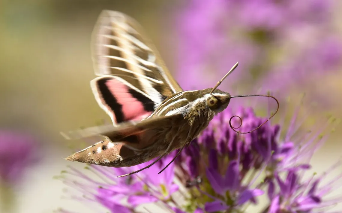 Moths