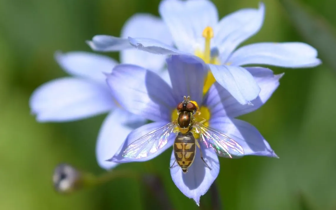 Flies