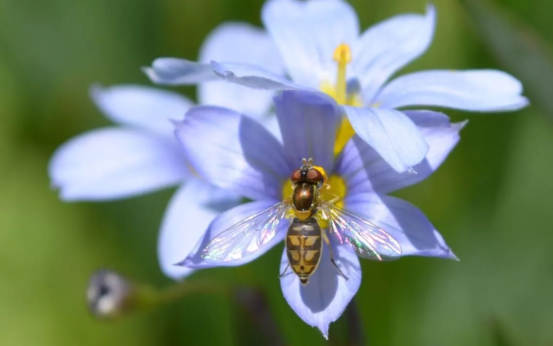 Flies