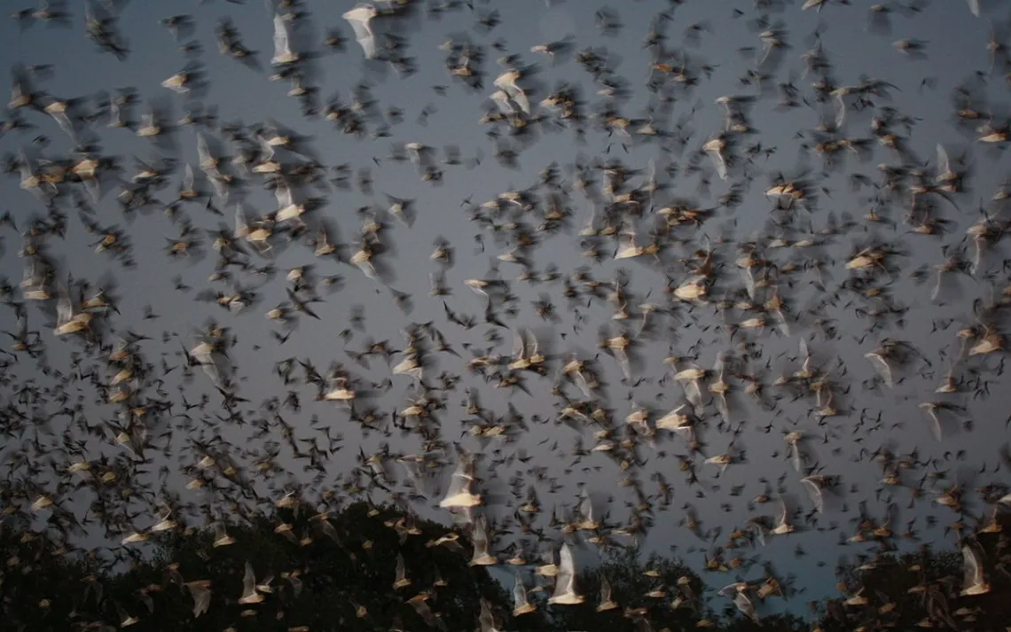 Bats