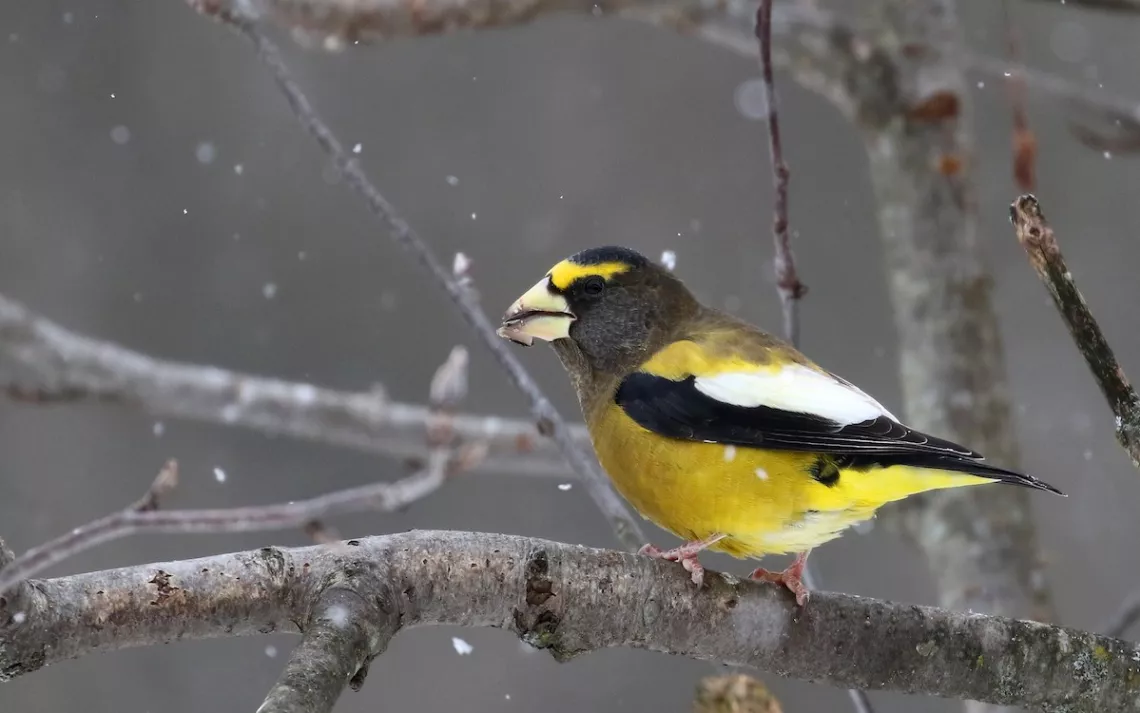 Evening Grosbeak