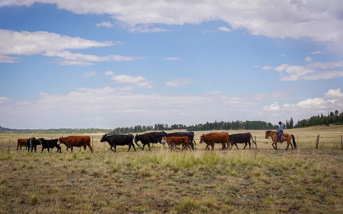 A herd of cattle grazing.