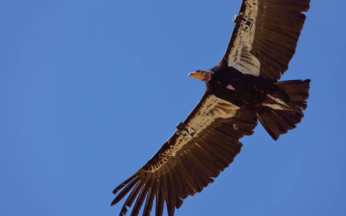 Condor