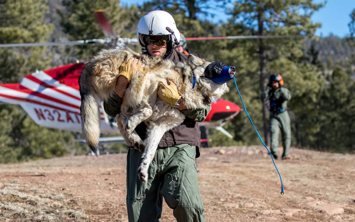 Mexican wolf #M1296 is carried from a helicopter to the Alpine, Arizona, field office to be processed by biologists before being returned to the location where he was captured.