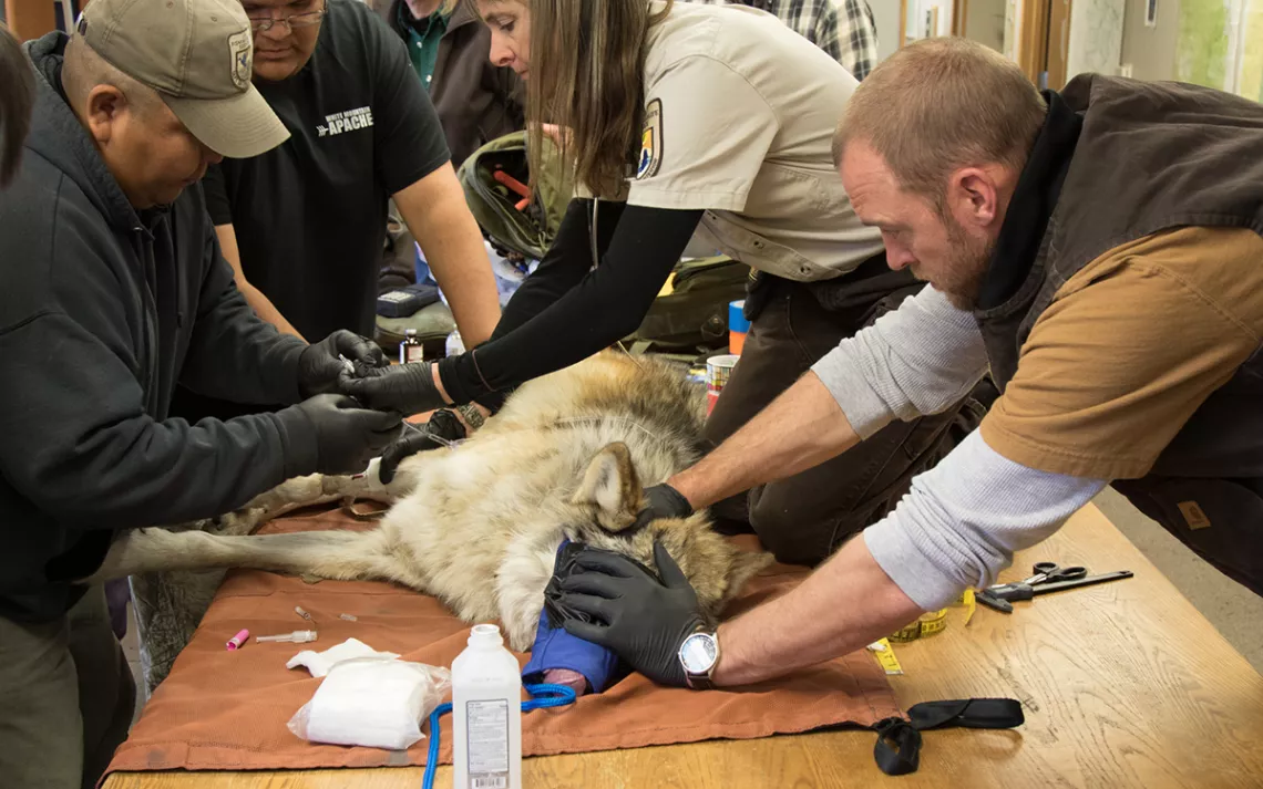 Interagency field team members from the White Mountain Apache Tribe of Arizona, Arizona Game and Fish, and the USFWS administer vaccinations, take blood samples, and refit wolf #M1296 with a GPS collar. 