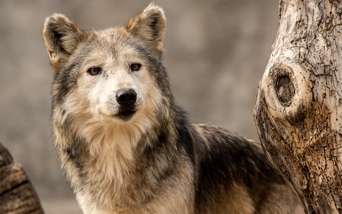 A Mexcian wolf at the El Paso Zoo. 