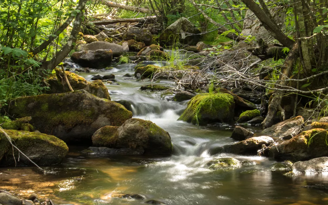 New Mexico's Pecos Wilderness provides perfect habitat for cutthroat and brook trout alike. 