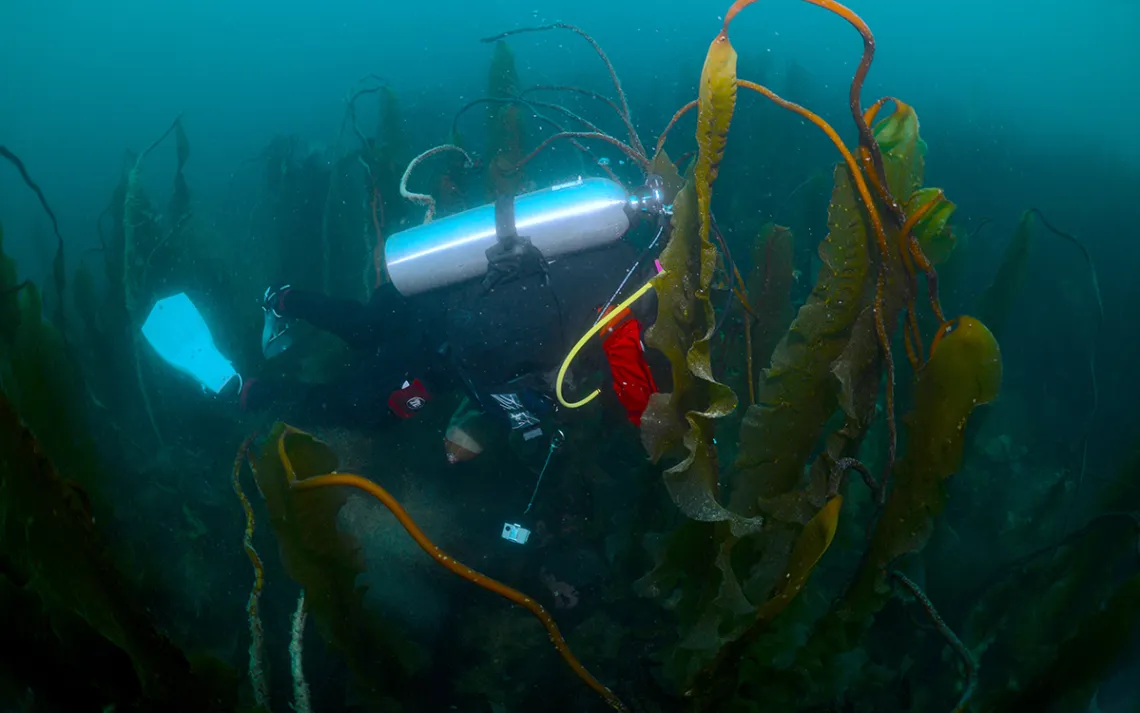kelp