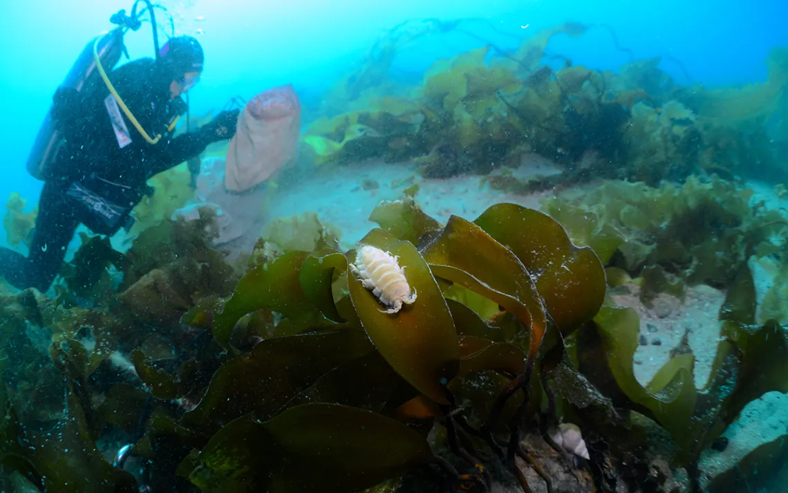 kelp