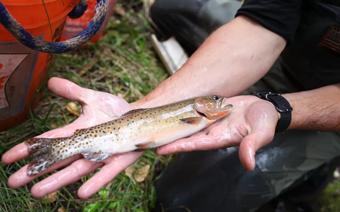 Researcher Michael Miller presents a cutthroat trout from a small stream on Vermejo Park Ranch.
