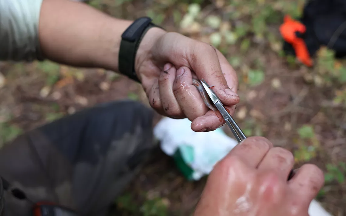 Researcher Michael Miller snips off a small piece of fin from a young brook trout. 
