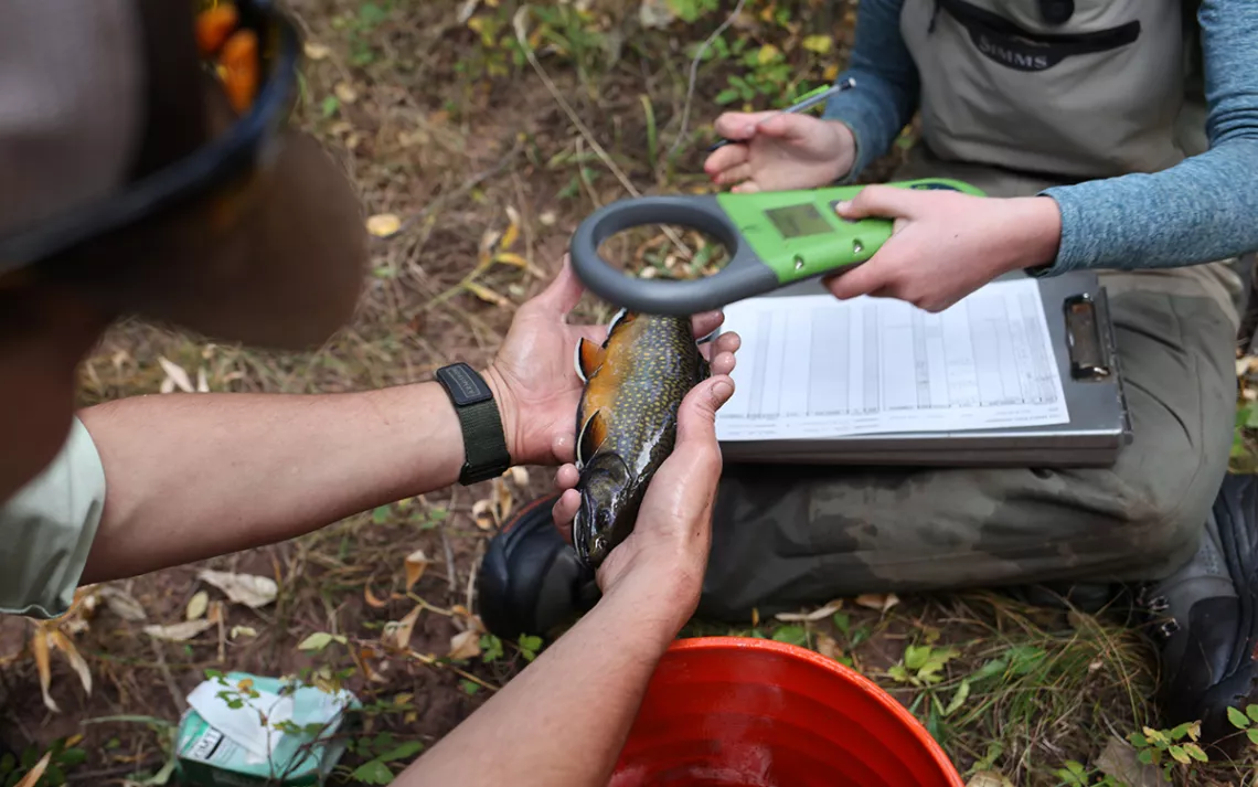 Miller and Field scan a brook trout.