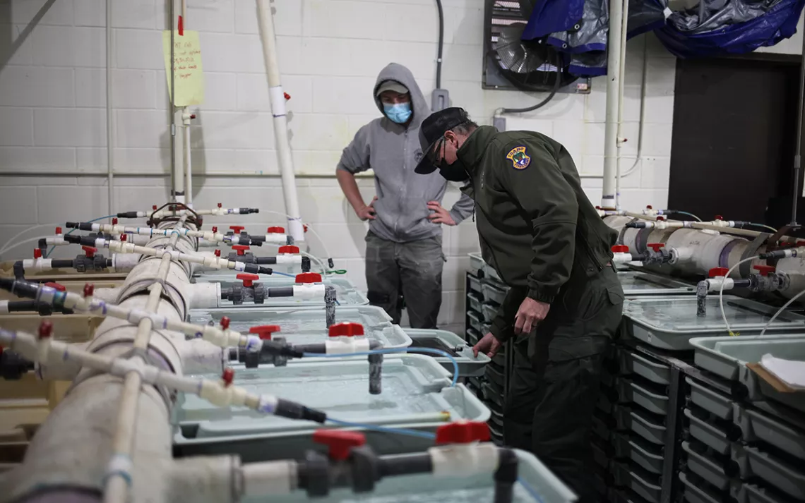 Fish culturist Tom Lindenmuth oversees the Trojan trout rearing operation at the Hayspur Fish Hatchery. | Photo by Jeremy Miller
