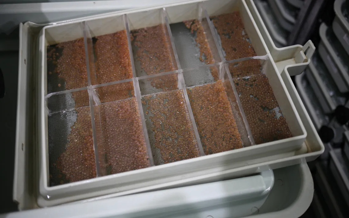 Trays of trout eggs await shipping to hatcheries in Washington, Oregon, Nevada, and New Mexico. 