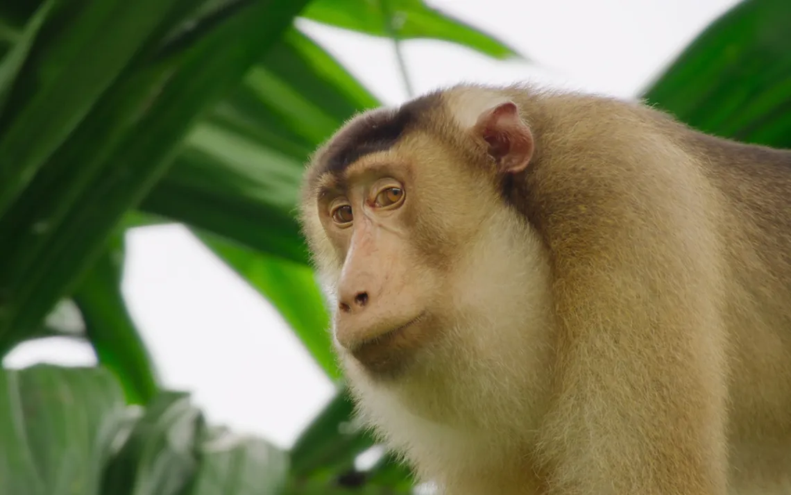 Primate