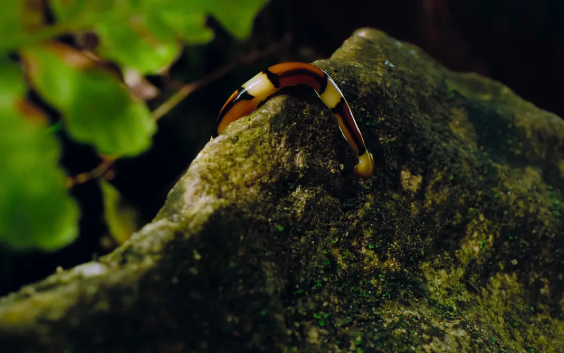 Hammerhead worm