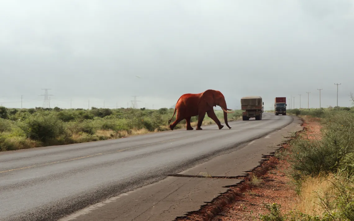 Elephant