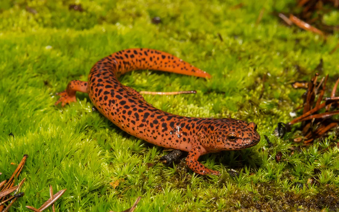 Salamanders