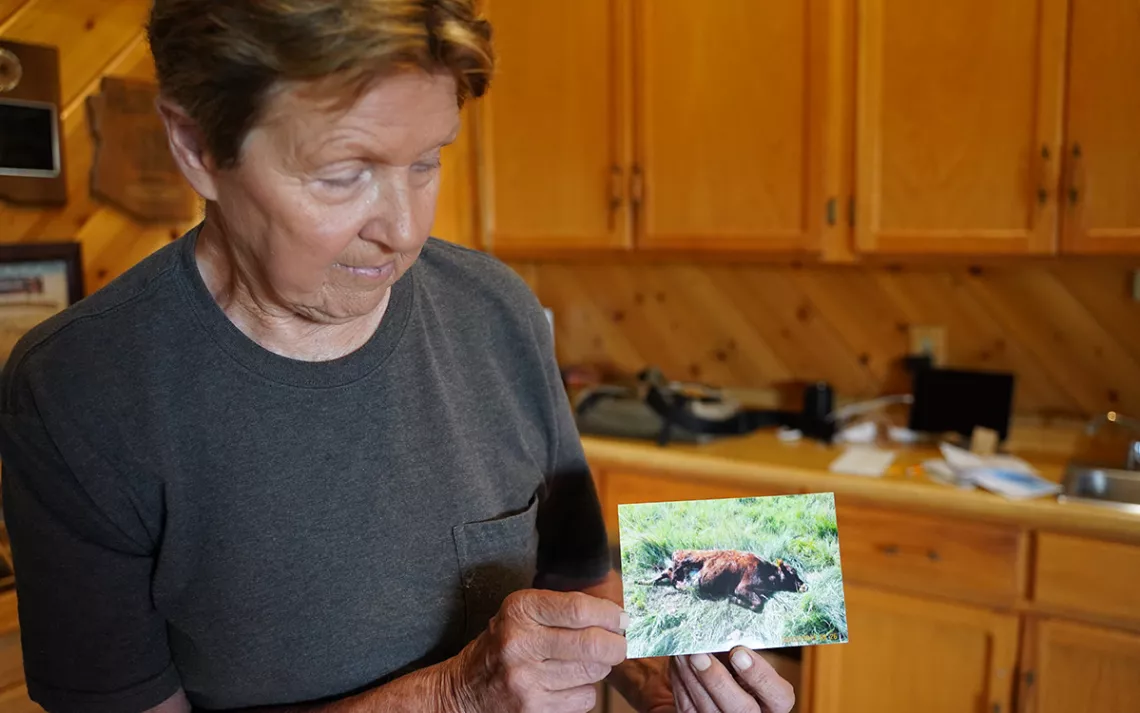 Rancher Wink Crigler, whose family has raised cattle near Eager, Arizona, for generations, holds a picture of a calf killed by a wolf in her yard in 2019. "There’s no such thing as coexistence,” she says.