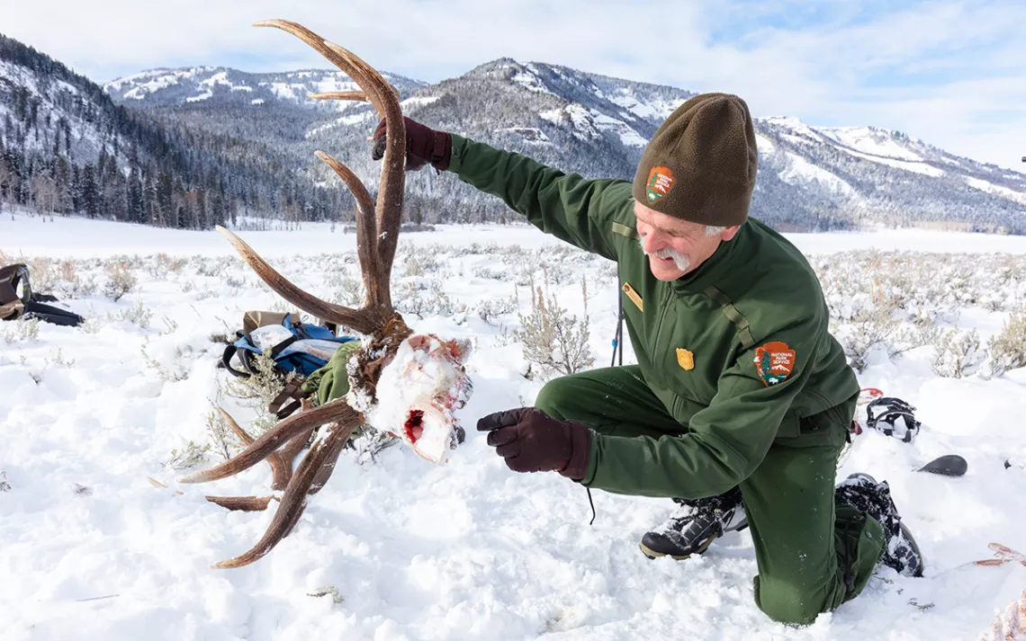 Doug Smith, senior wildlife biologist at Yellowstone National Park, examines the skull of an elk killed by a wolf.