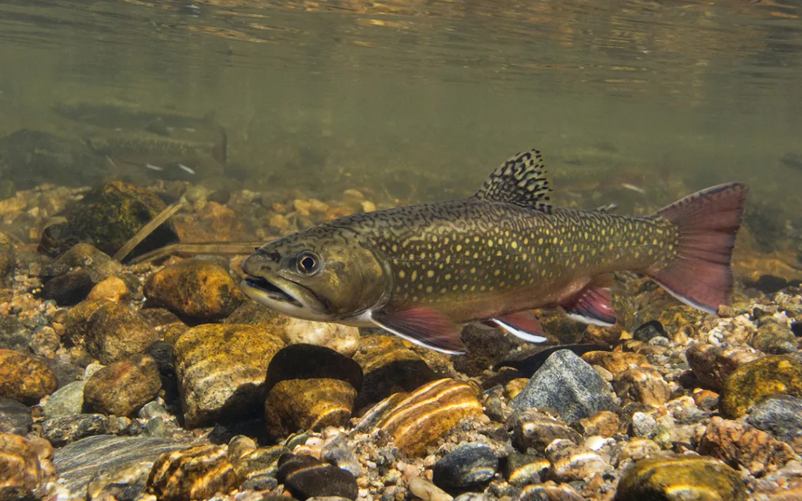 The Tale of the Trojan Trout | Sierra Club