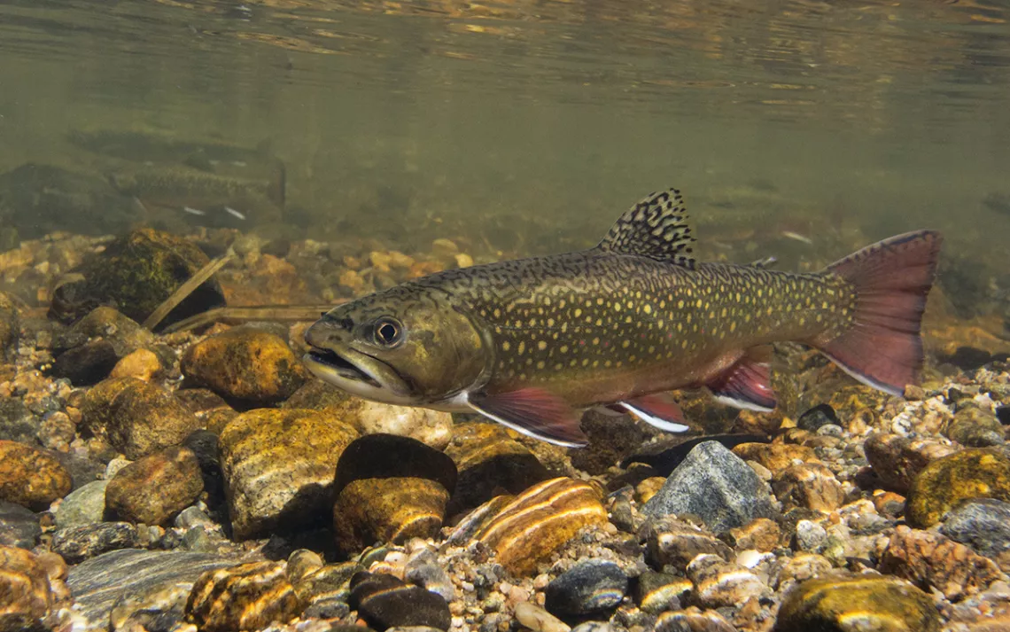 Brook trout