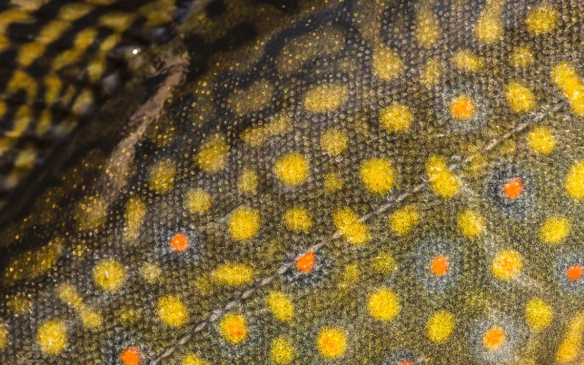 These colors and patterns are typical of a male brook trout. 