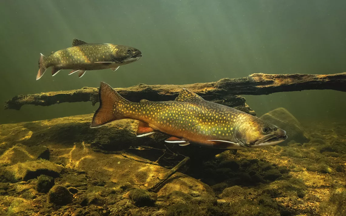 Brook trout, native to the eastern United States, made their way into streams and lakes across the West thanks to European settlers looking to bring with them a small, living piece of their adopted homeland. 