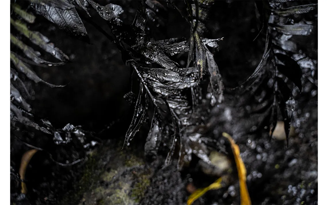 Evidence of contamination in the forest at the Indigenous community of San Pedro de Río Coca, northern Ecuadorian Amazon, April 18, 2020.