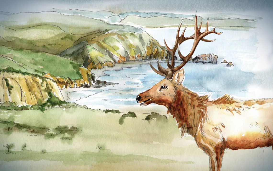 Elk at Point Reyes National Seashore