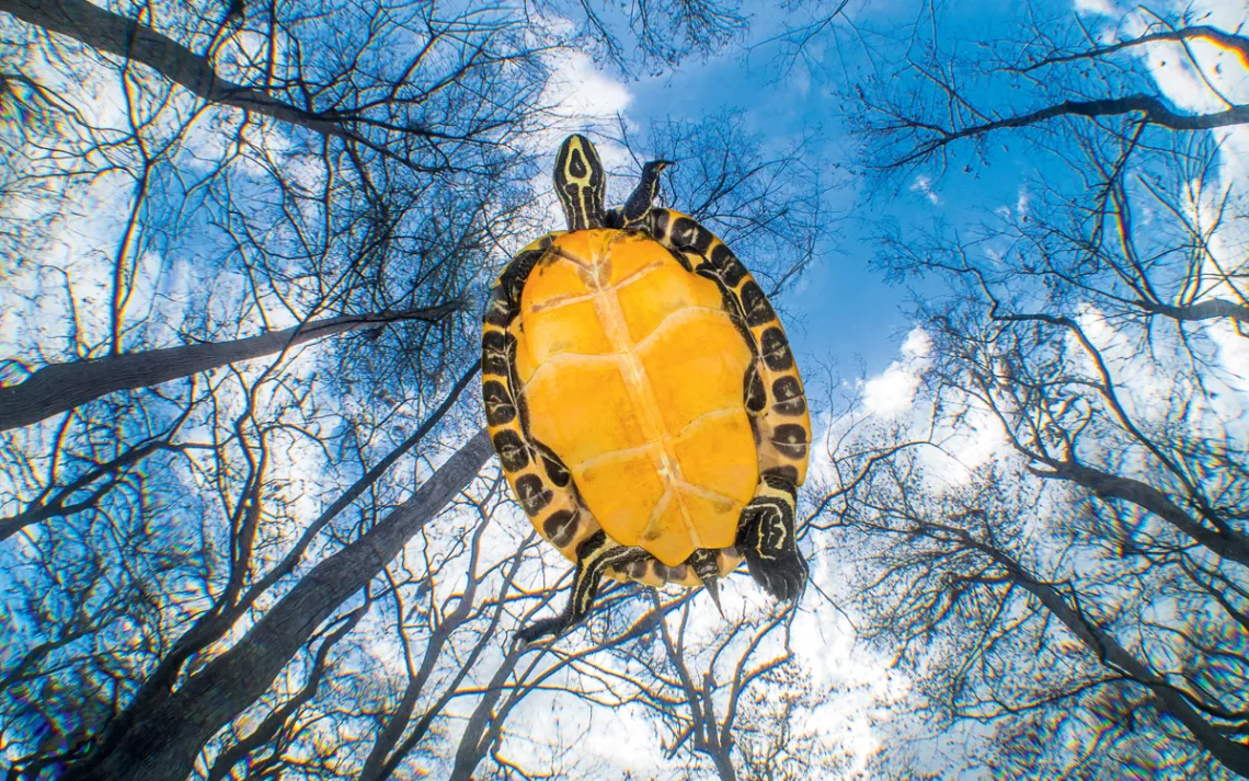 Suwannee cooter