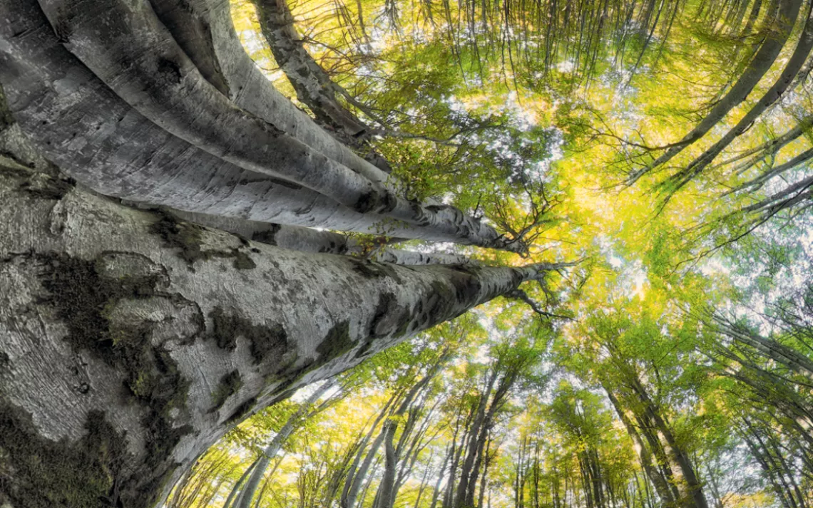 A French photographer captures the immersive experience of being in a forest