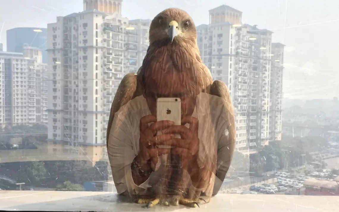 Black kite (Milvus migrans) in the city of Gurgaon, India