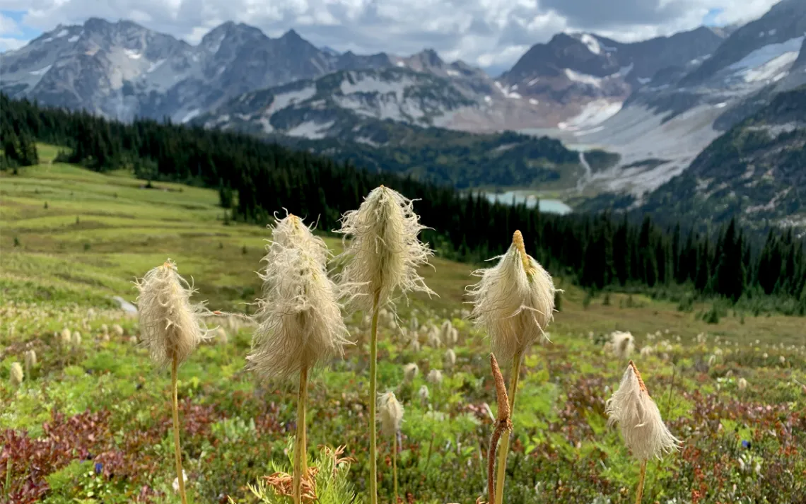 An alpine meadow dotted with white pasqueflower
